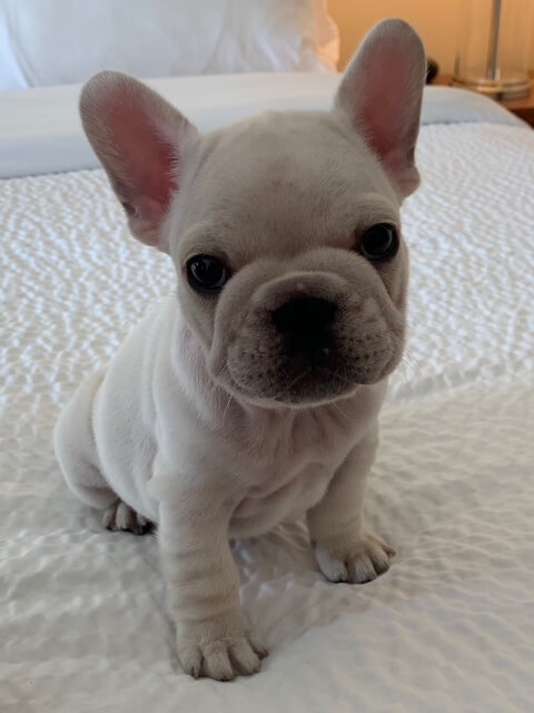 French Bulldog puppy