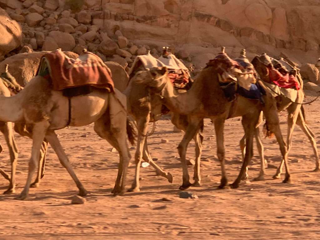 Camels crossing Wadi Rum desert - Jordan
